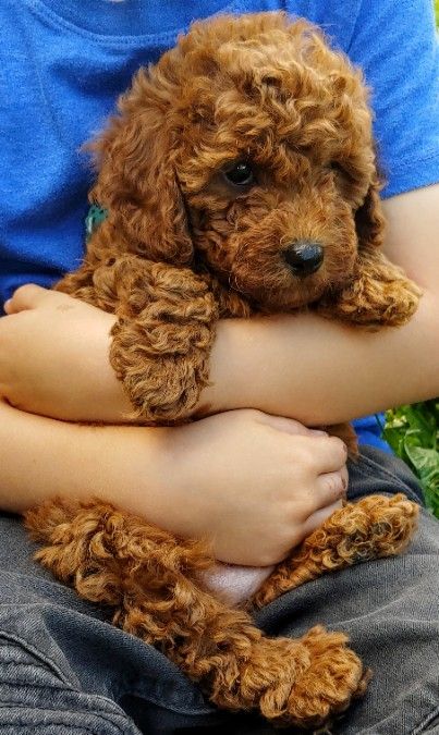 Mini Red Poodle girl. Already crate trained.