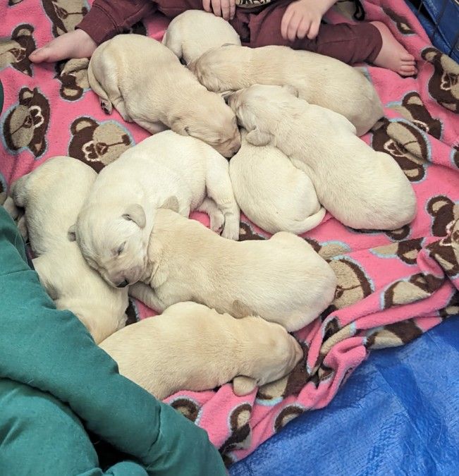 AKC Labrador retriever puppies 