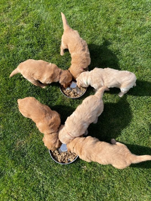 Golden Retriever Puppies! Ready mid May