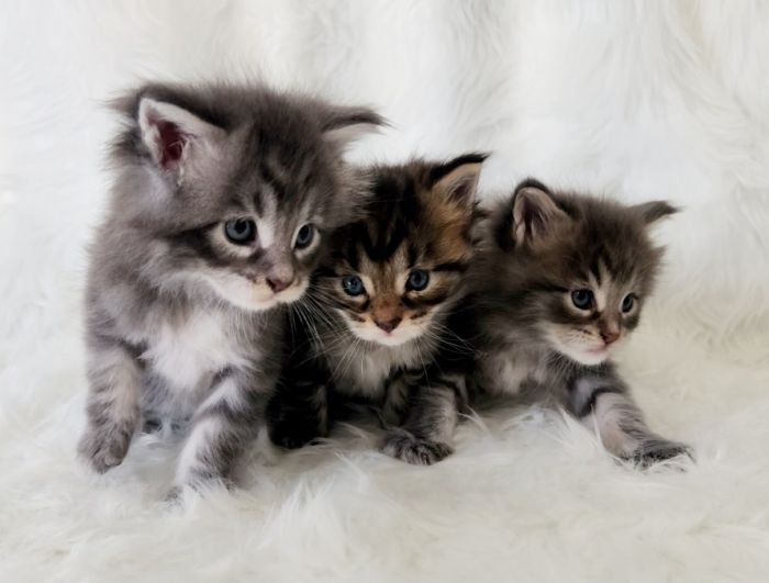 Purebred European Main Coon Kittens 