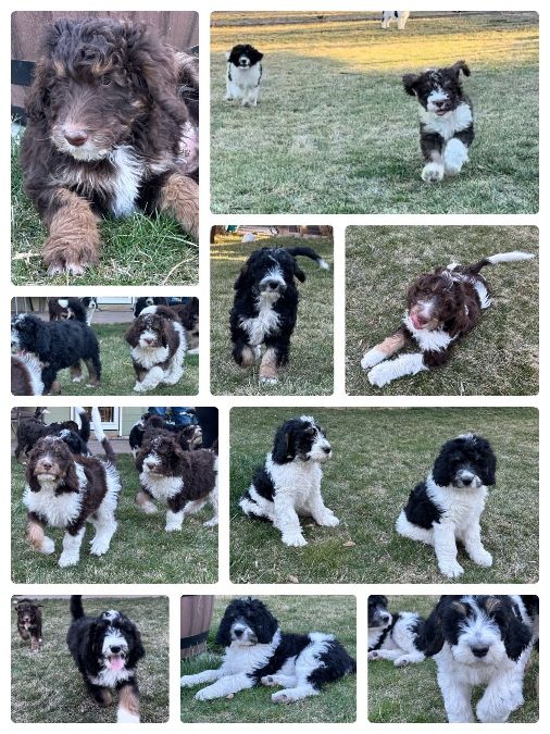 🐾🐶F1B BERNEDOODLE PUPPIES Bernese Mtn Dog Poodle