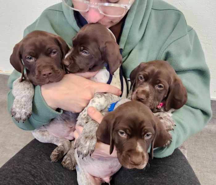 AKC German Shorthaired Pointers Lots of EXTRAS