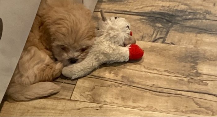 MALE LHASAPOO PUPPY