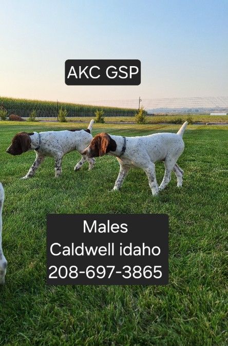 AKC German Shorthair puppies 