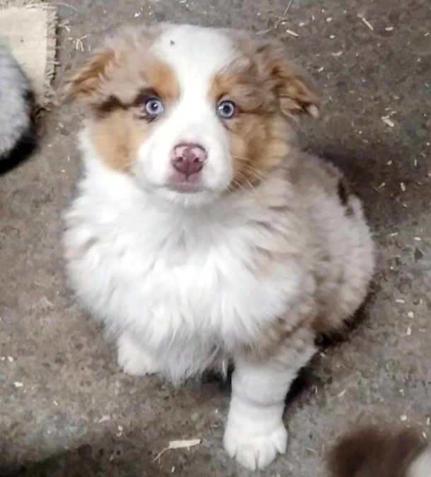 AKC Mini Aussie