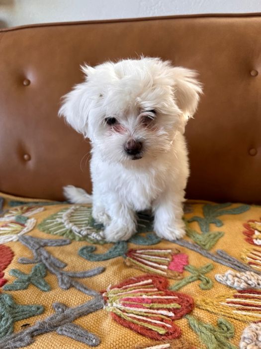 Coton de Tulear Hypoallergenic Purebred Puppies