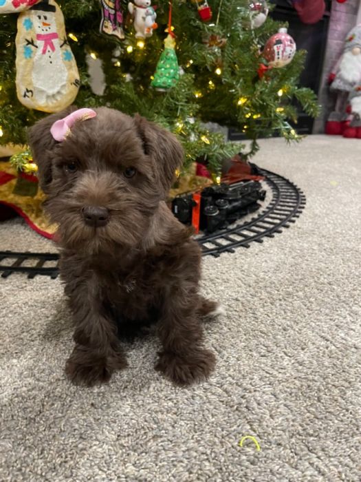 AKC Miniature Schnauzer