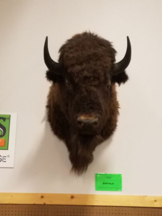 Buffalo mount 