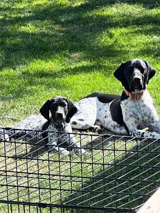 AKC German short haired pointer