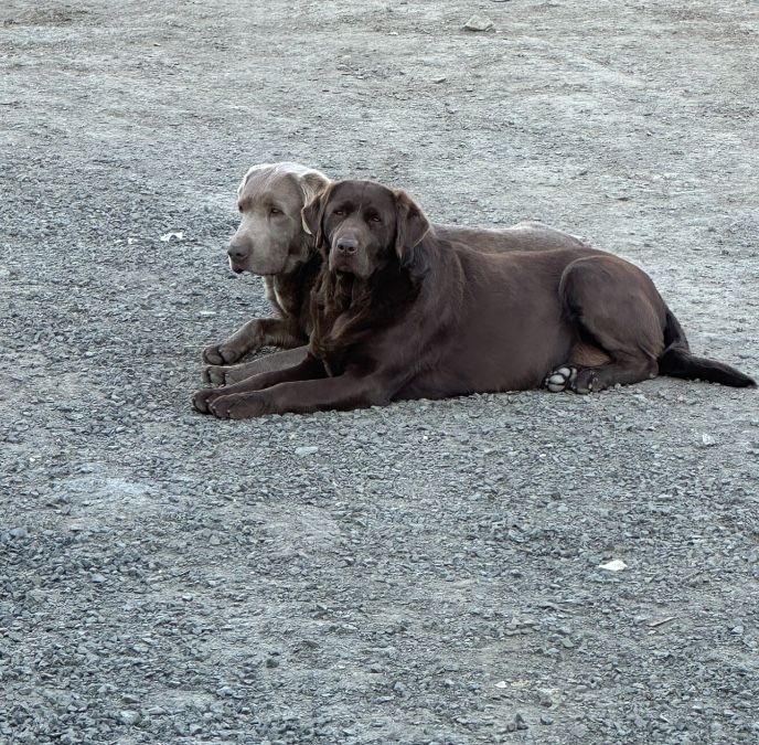 Dad (silver) Mom (chocolate)