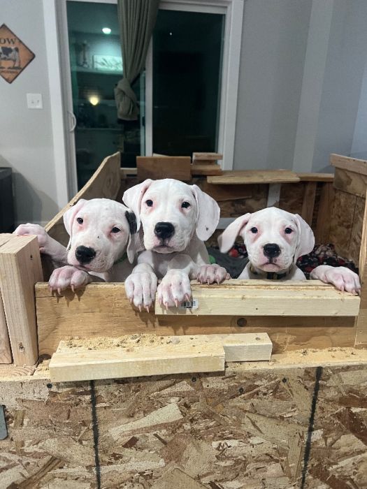 AKC Registered Dogo Argentino Puppies