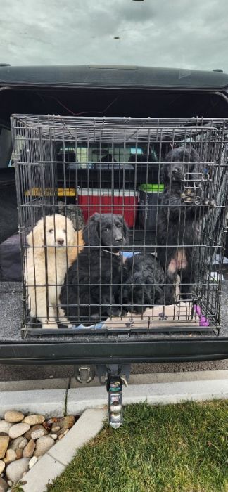 Golden doodle puppies