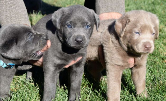 AKC Silver and Charcoal Labrador Puppies