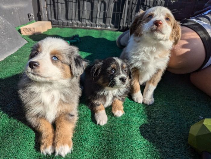 ASDR Toy Aussies 