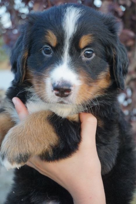 AKC Bernese Puppies