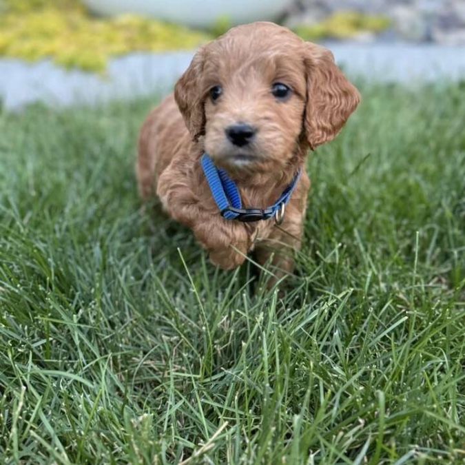 Miniature Goldendoodle Puppies