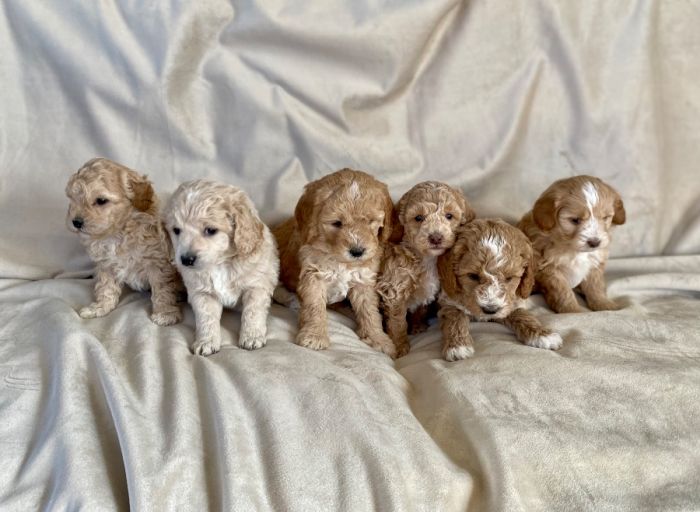  Small Goldendoodle Puppies 