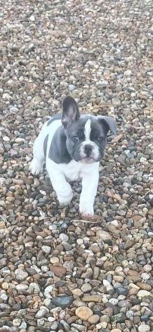 French Bull Dog Puppy 