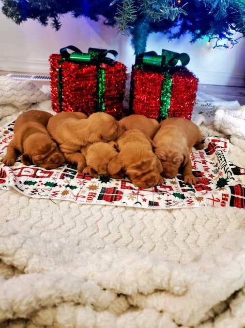 Wirehaired Vizsla Puppies