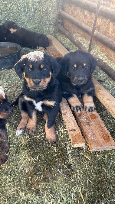 Rottweiler cross puppies