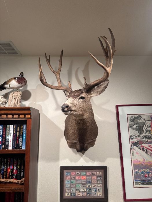 Taxidermy - LOTS AVAILABLE