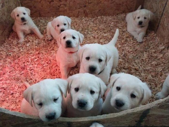 AKC Yellow/ White Labrador Retriever Puppies