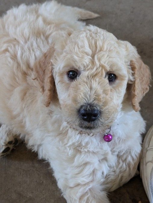 English Goldendoodle puppies F1B