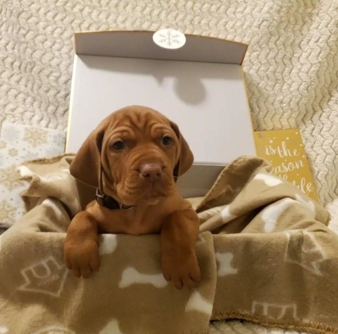 Wirehaired Vizsla Puppies