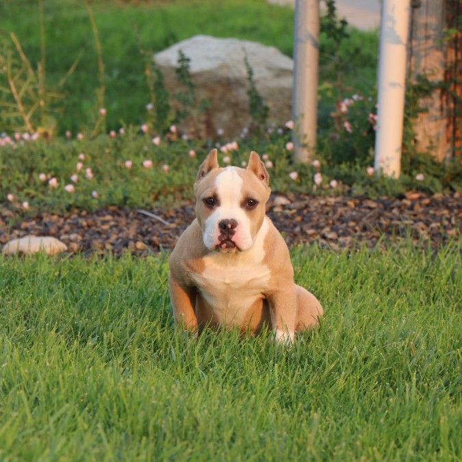 Abkc registered American Bully 