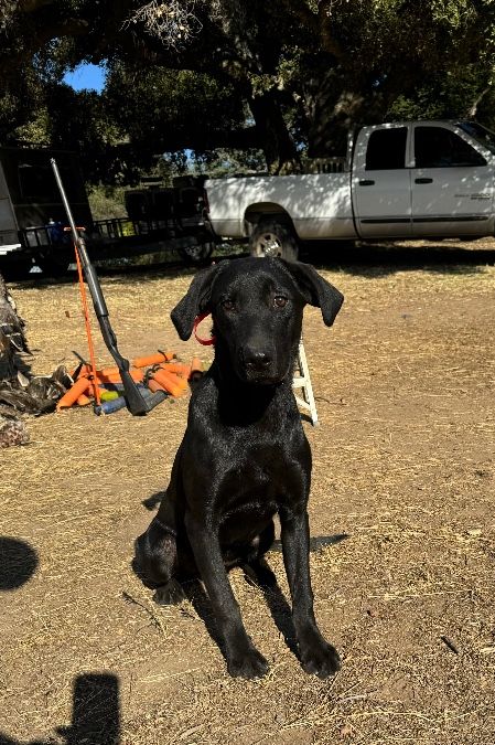 2 ready to hunt Black Labs