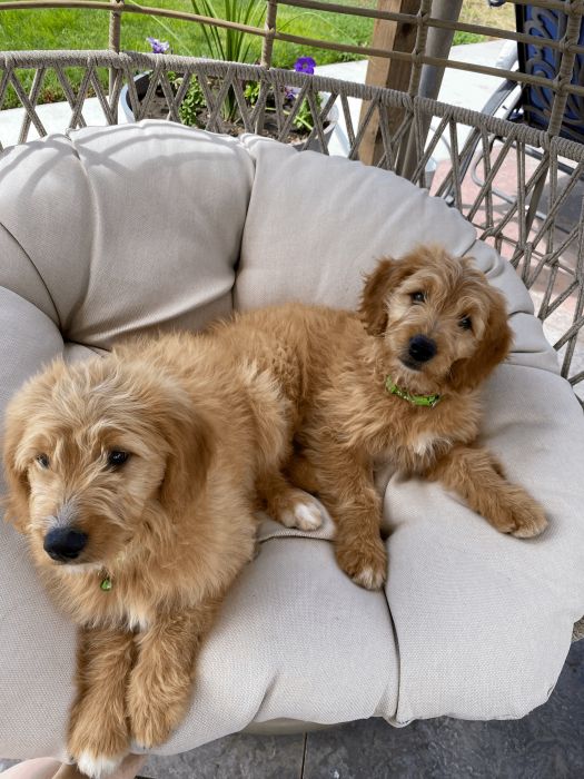 Beautiful Golden-doodle Puppies!