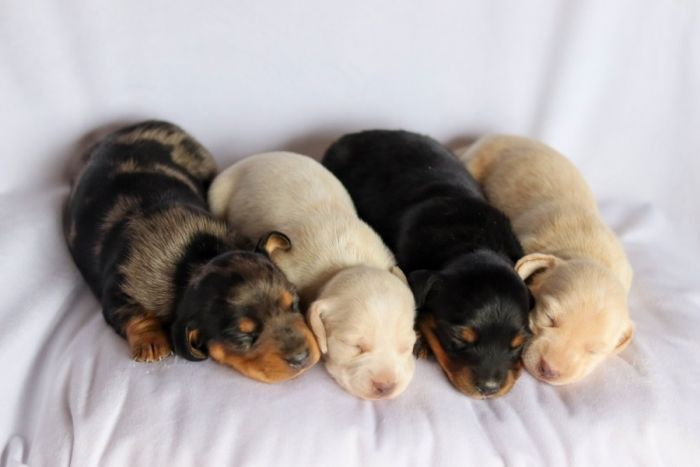 Miniature Dachshund Puppies