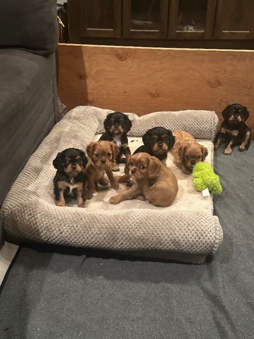 King Charles Caviler Puppies