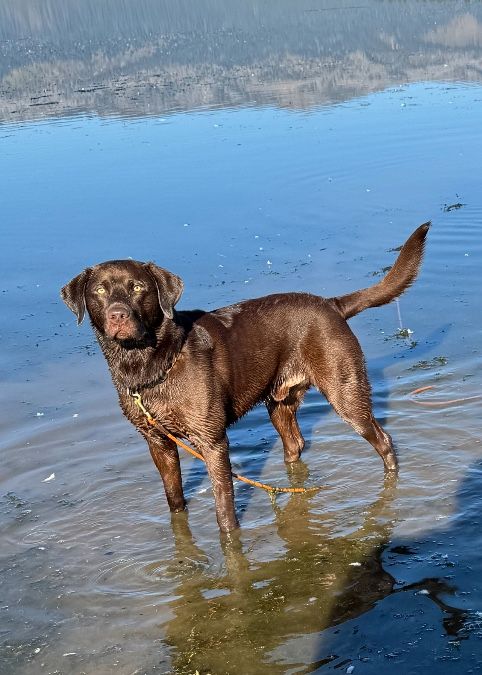 AKC Chocolate Lab