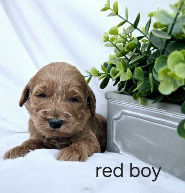 Red boy