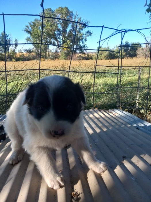 Border Aussie puppies