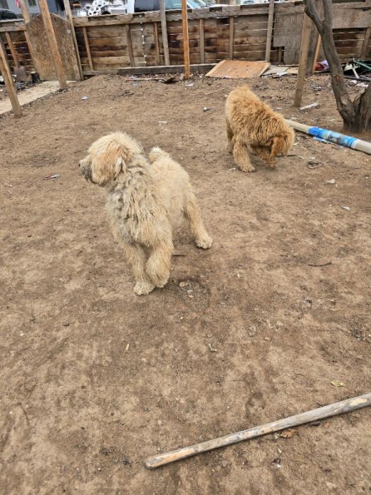 Standard poodle puppies