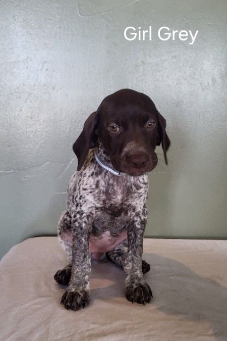 German Shorthair Puppies