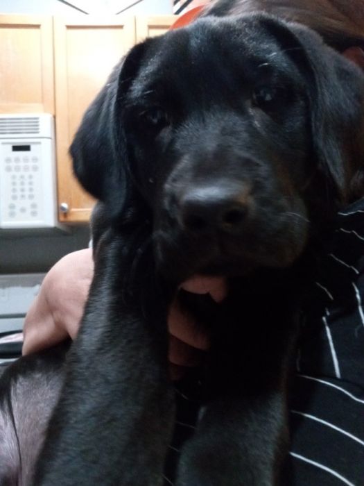 English Labrador female 10 week old 