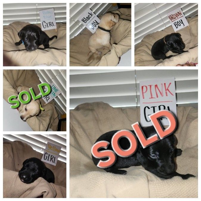 5 puppies available