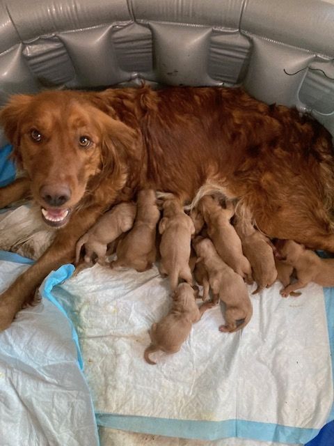 AKC Golden Retriever Puppies