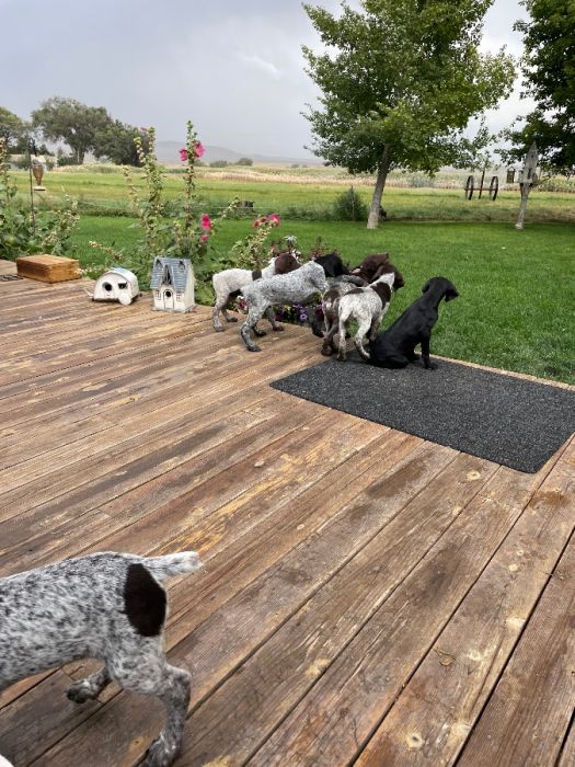 Free Shorthair/Lab puppies. 