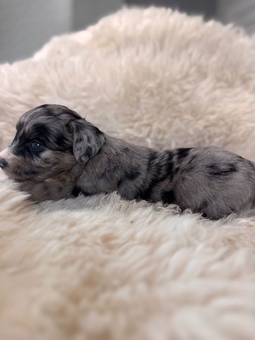 Blue Merle female