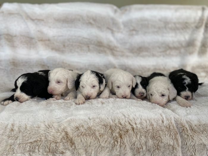  Small Goldendoodle Puppies 