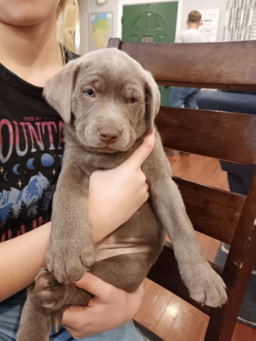 AKC Silver and Charcoal Labrador Puppies