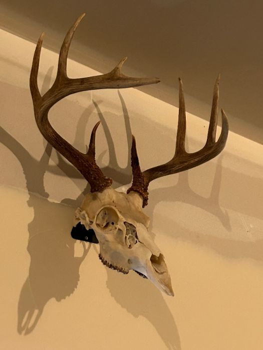 European whitetail deer mount 