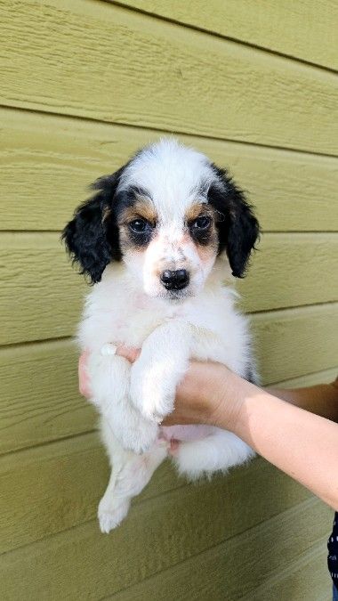 Micro Mini Bernedoodles 