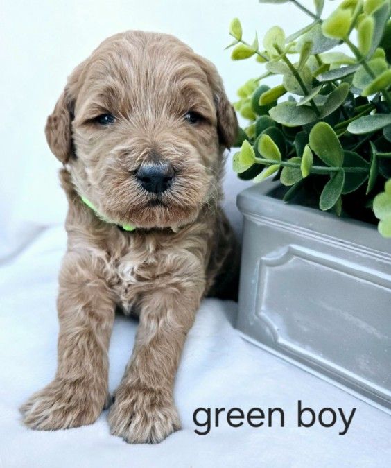 Green boy