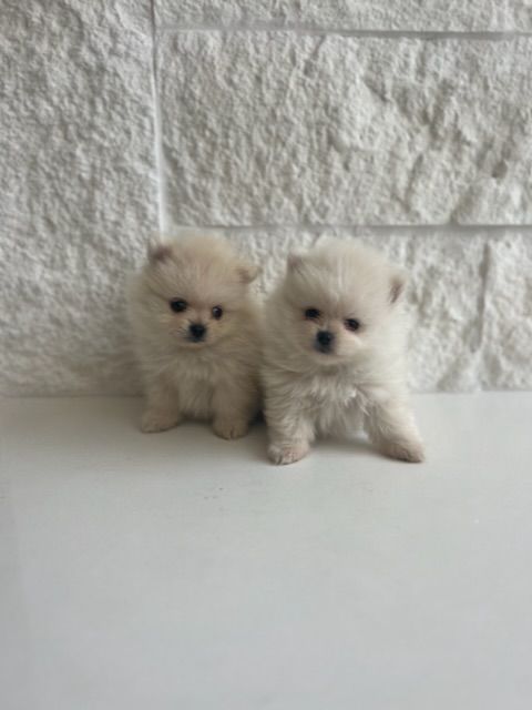 Tiny Pomeranian puppies purebred