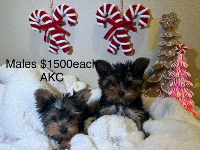 Tiny Yorkie Males